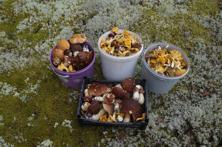 Доброе утро грибы