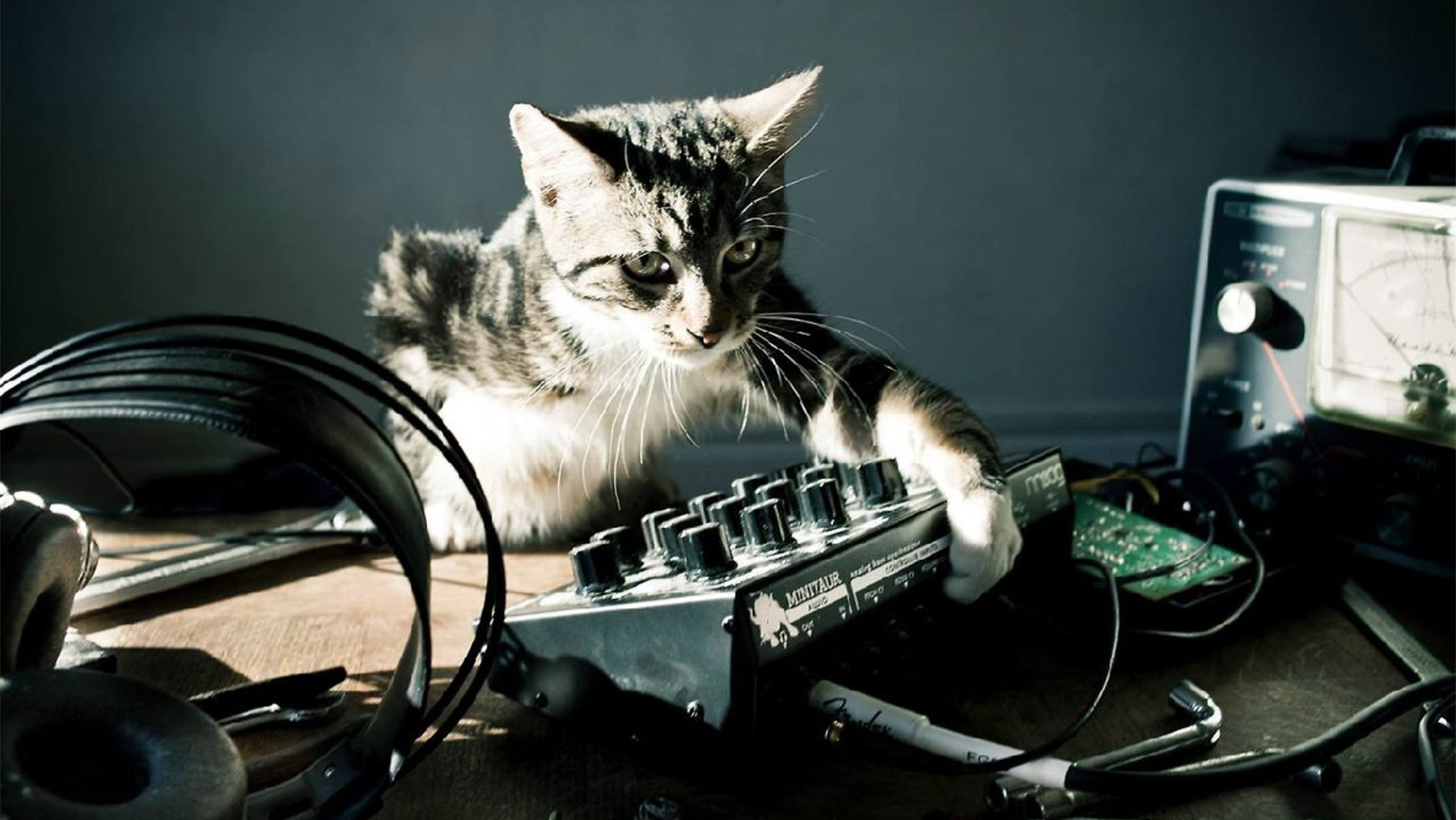 Слушать клевые песни. Кот Радиолюбитель. Котик с наушниками. Музыкальный кот. Кот звукорежиссер.