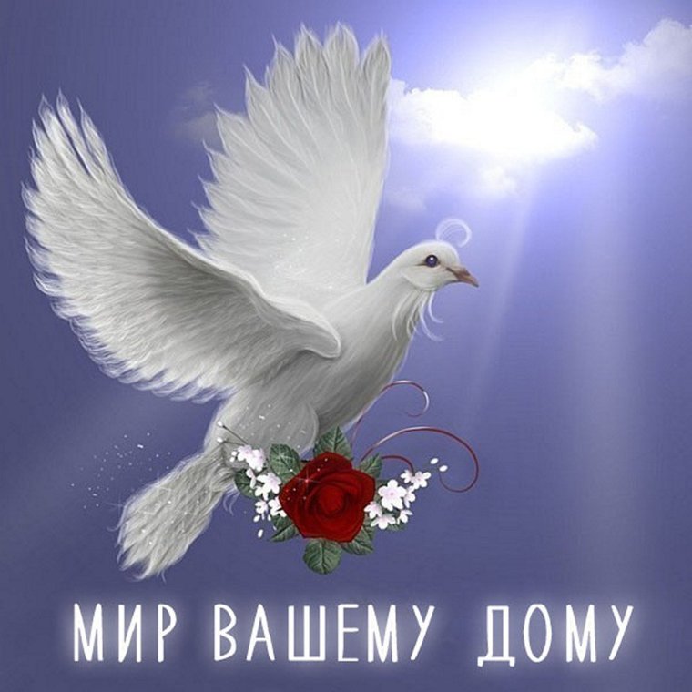 Открытка "голубь"