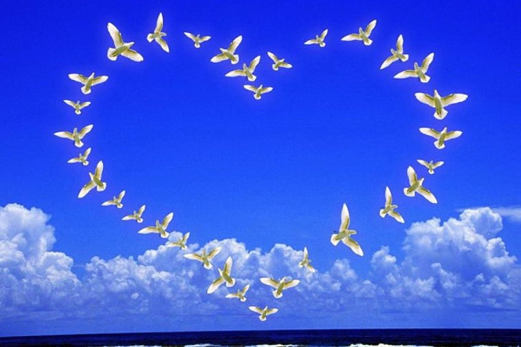 Голубь мира