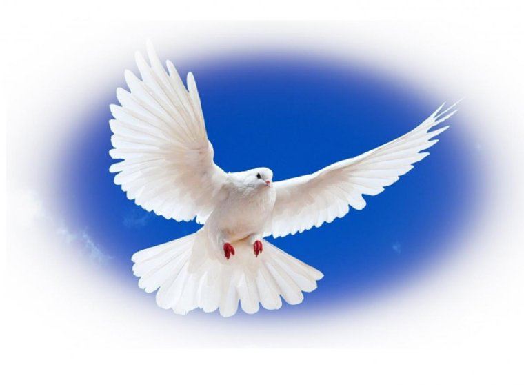 Голубь символ мира Россия