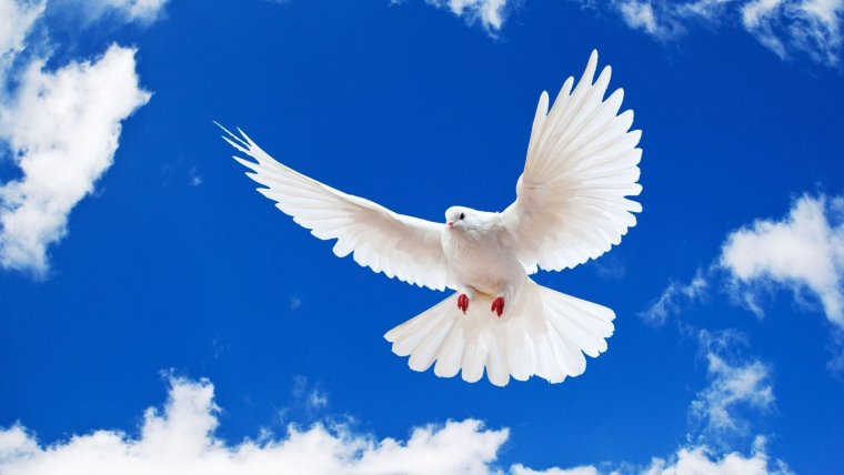 Красивые голуби