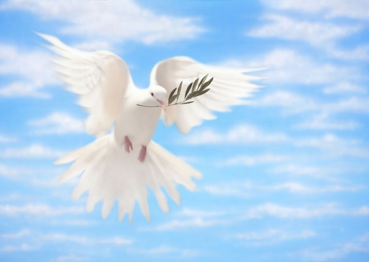 Белый голубь мира