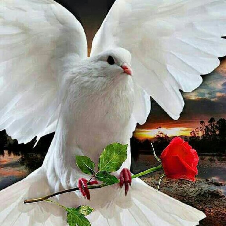 Международный день мира