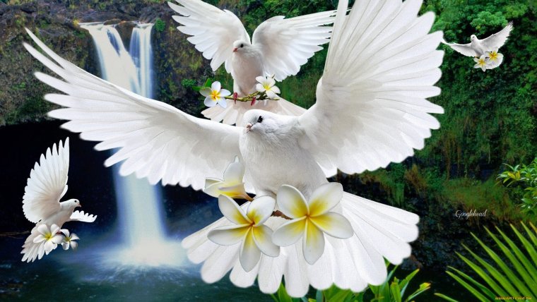 Голубь мира к 9 мая