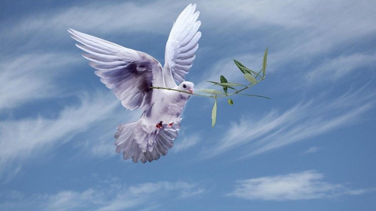 Два голубя в небе