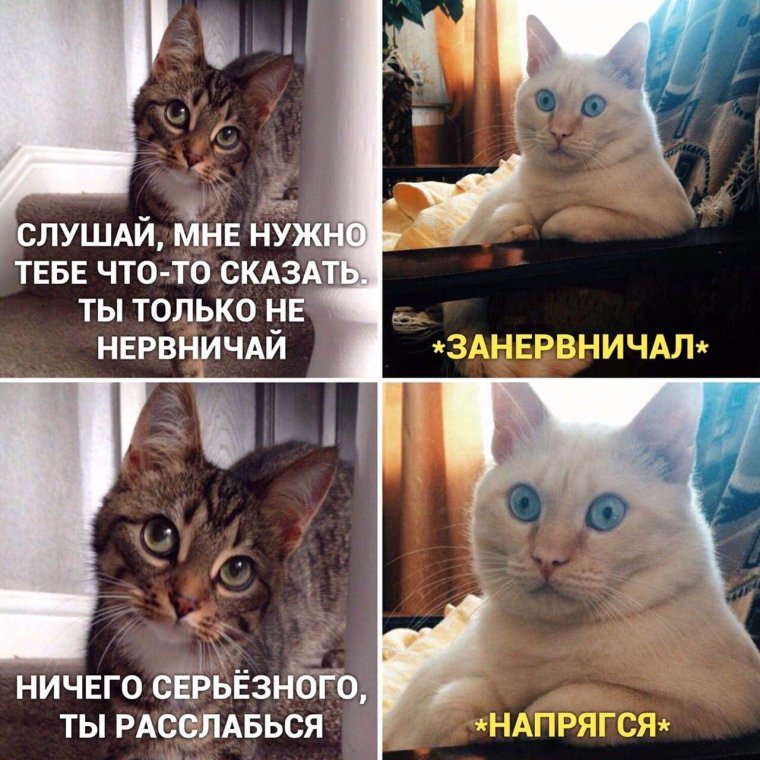 Веселые котики с надписями