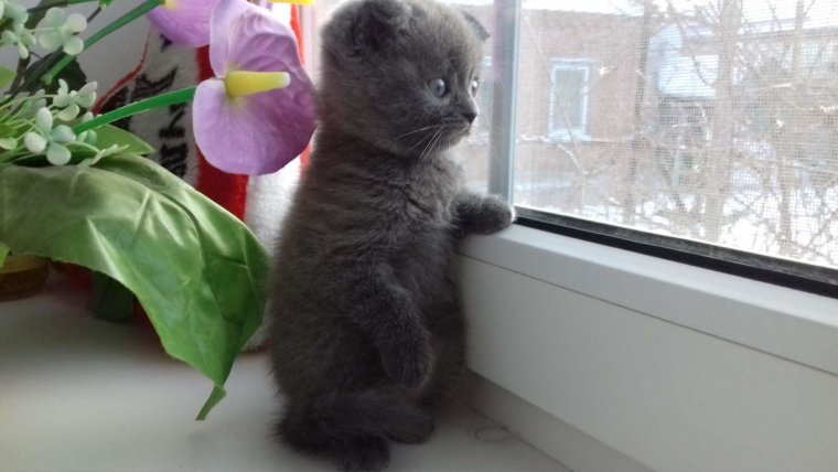 Спокойствие прикол