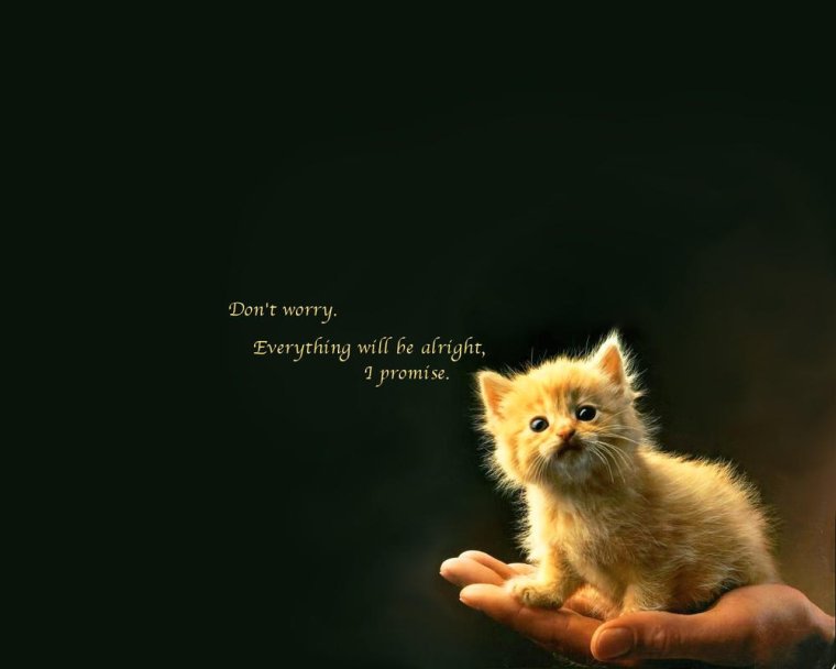 В мире грустит один котик Мем