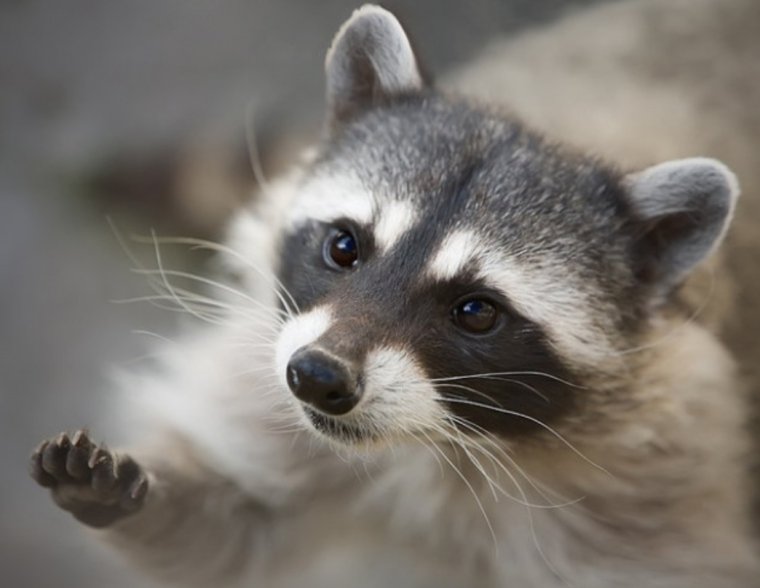 Пожелания с животными