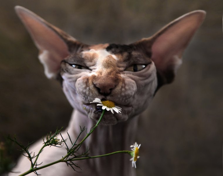 Кошки японского художника Макото Мурамацу