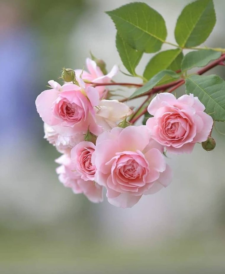 Гифы с добрым утром розы