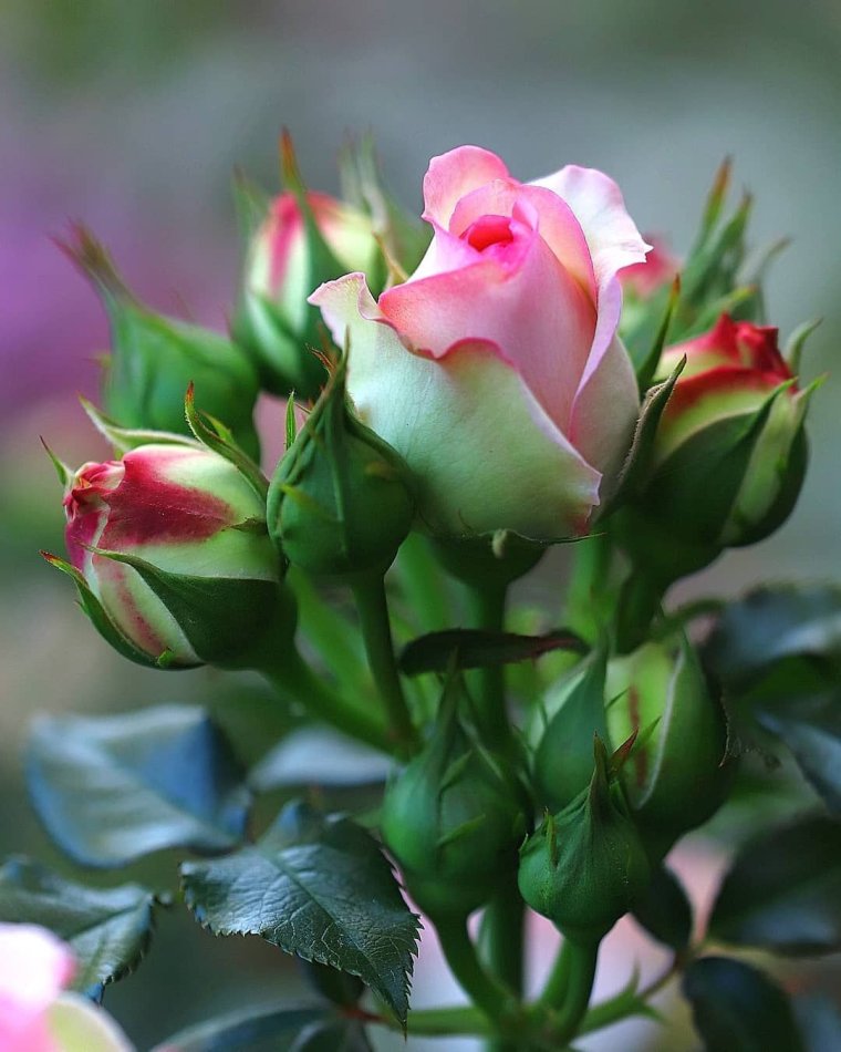 Поздравление с добрым утром