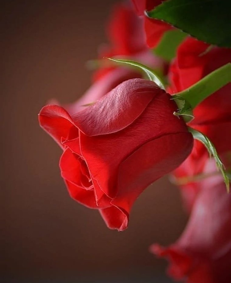 С добрым утром девушке