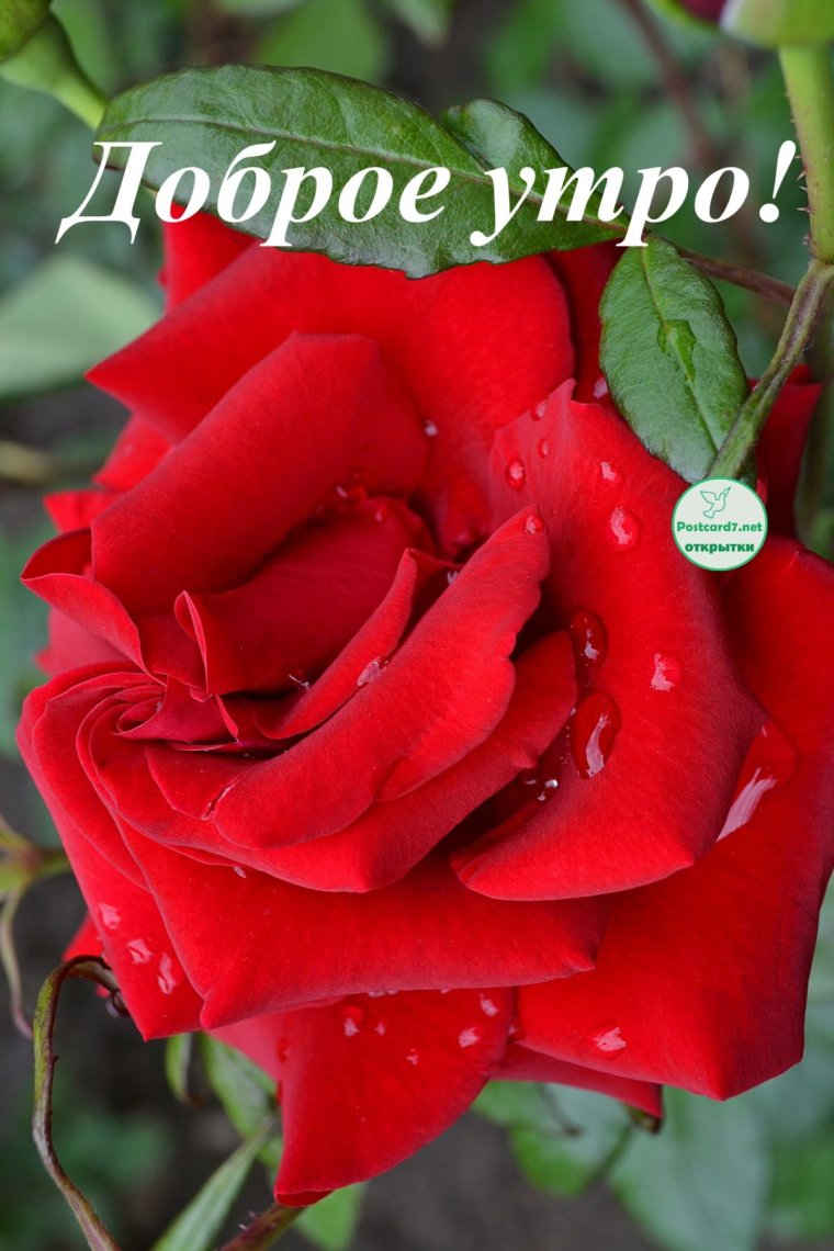 Доброе утро розы