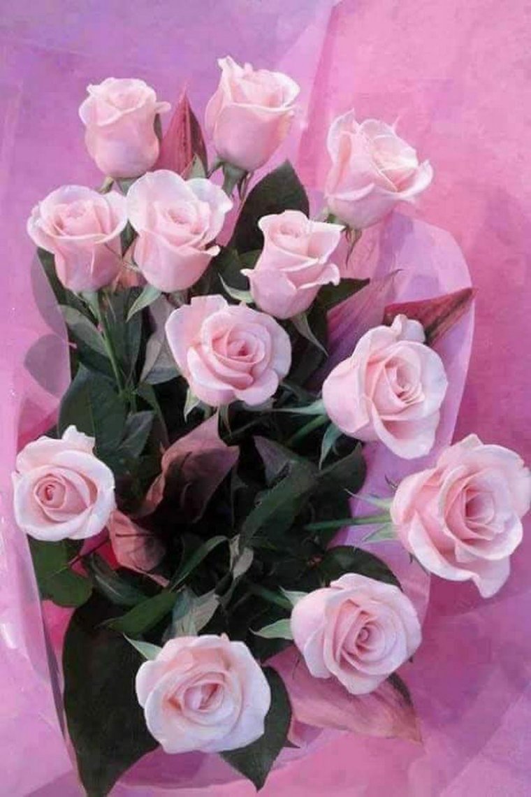 Свежие розы