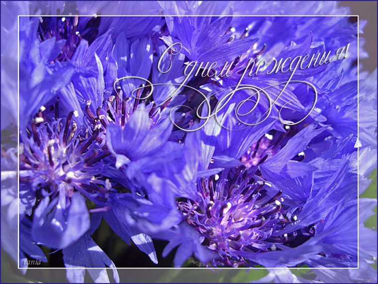 С днём рождения Ирина красивые поздравления