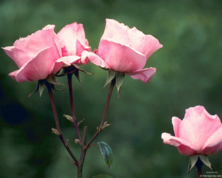 Открытки с днём рождения мужчине