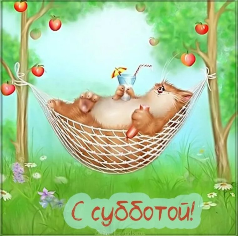 Котик в гамаке