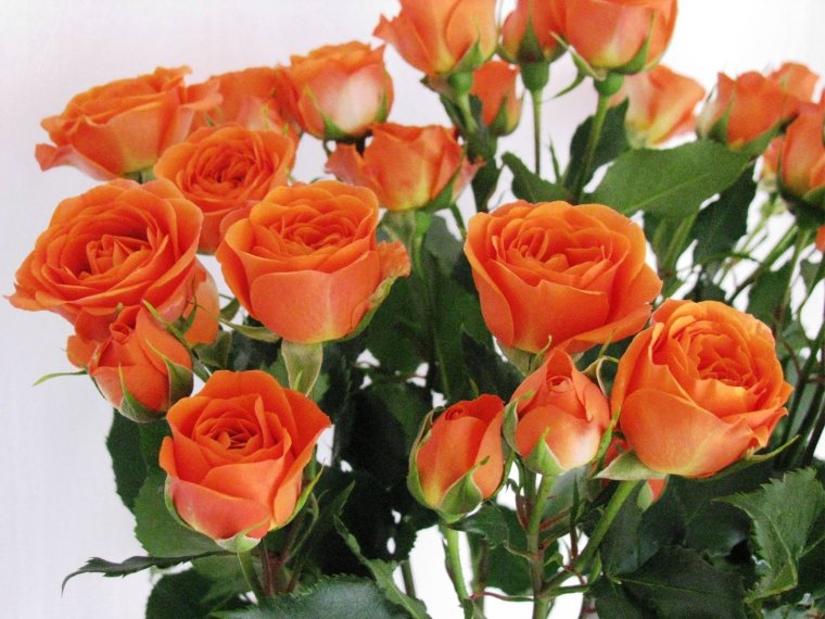 Цветы для Нелли