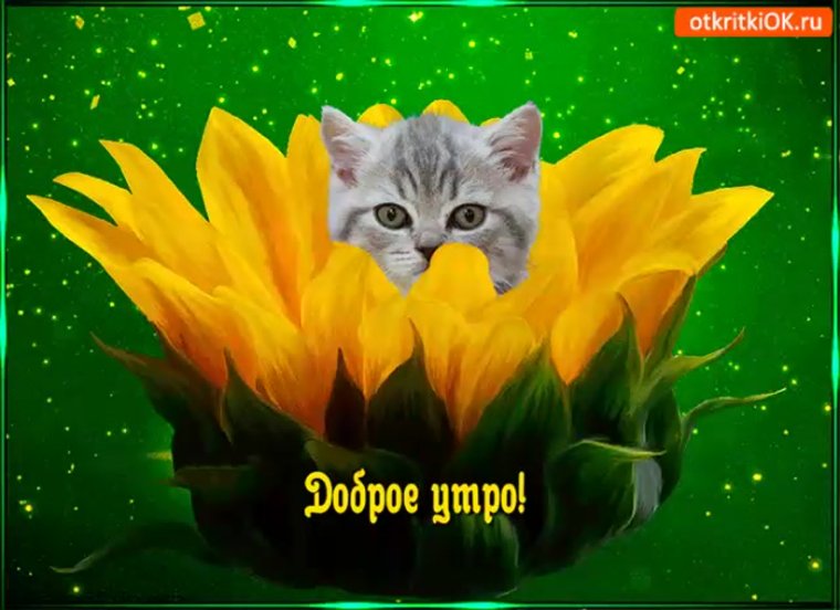 Открытки с добрым с котиками