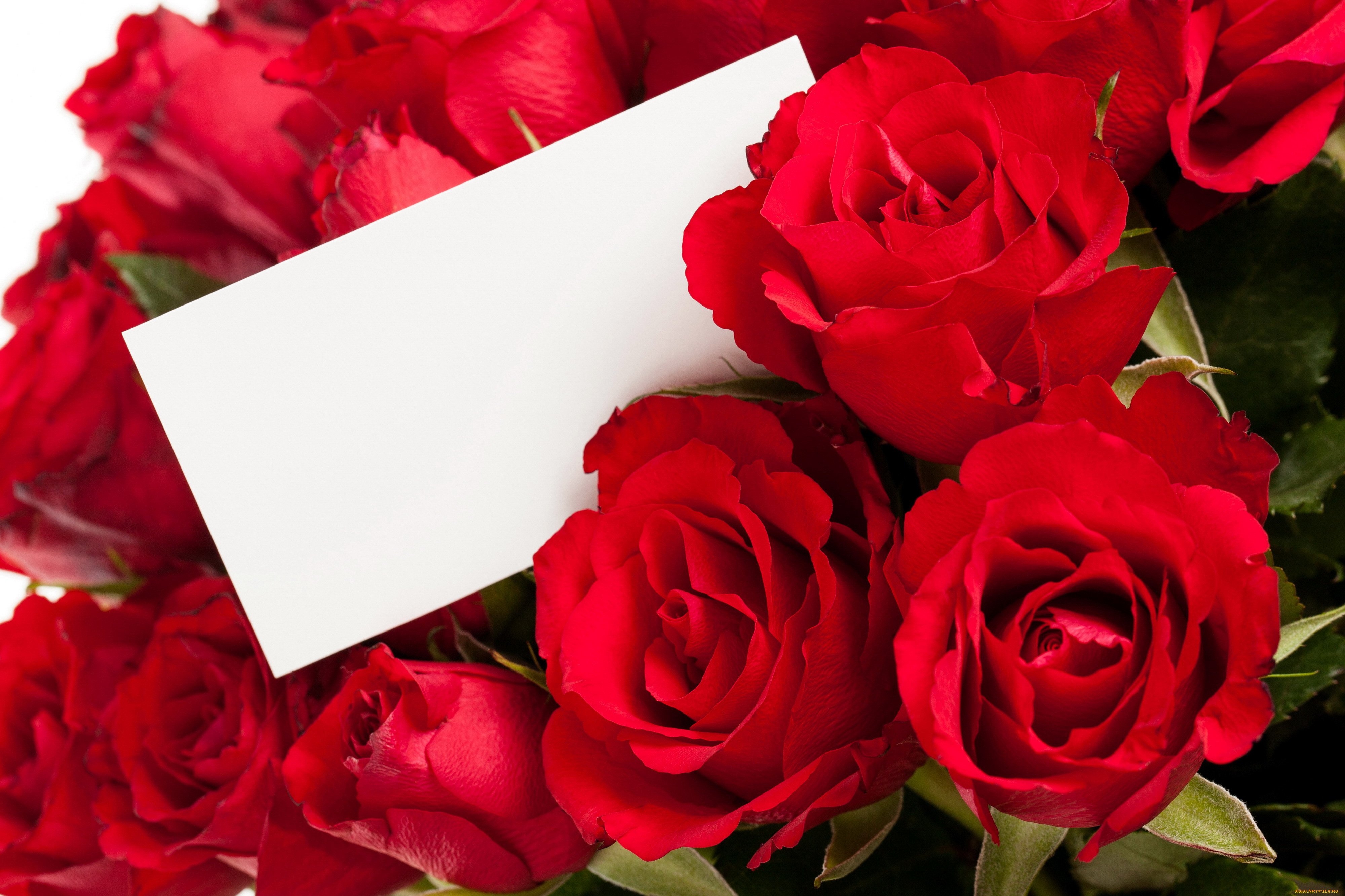 Поздравляю с юбилейным днем рождения. С днем рождения. Открытки с днём рождения розы. С юбилеем. С днём рождения женщине цветы.