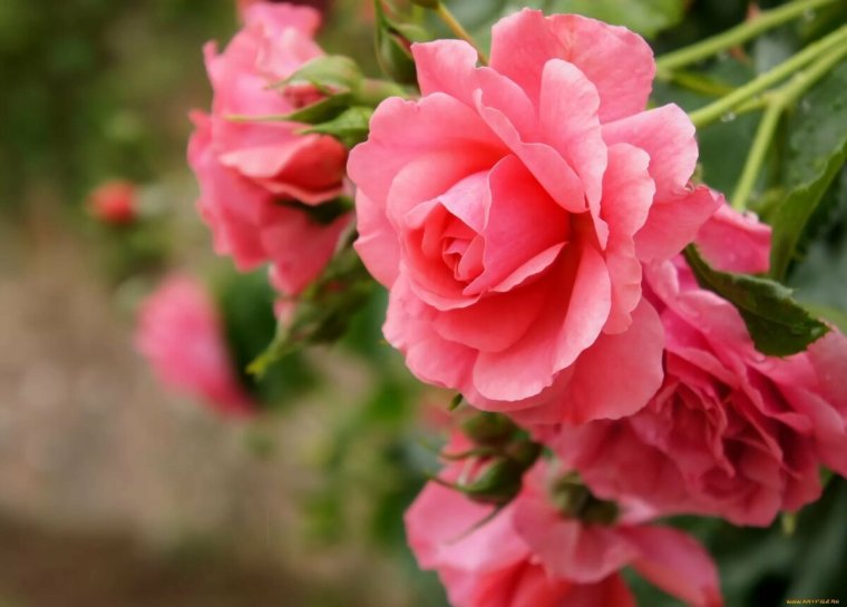 Желаем здоровья на долгие годы