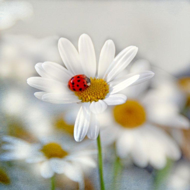 Кофейная чашка