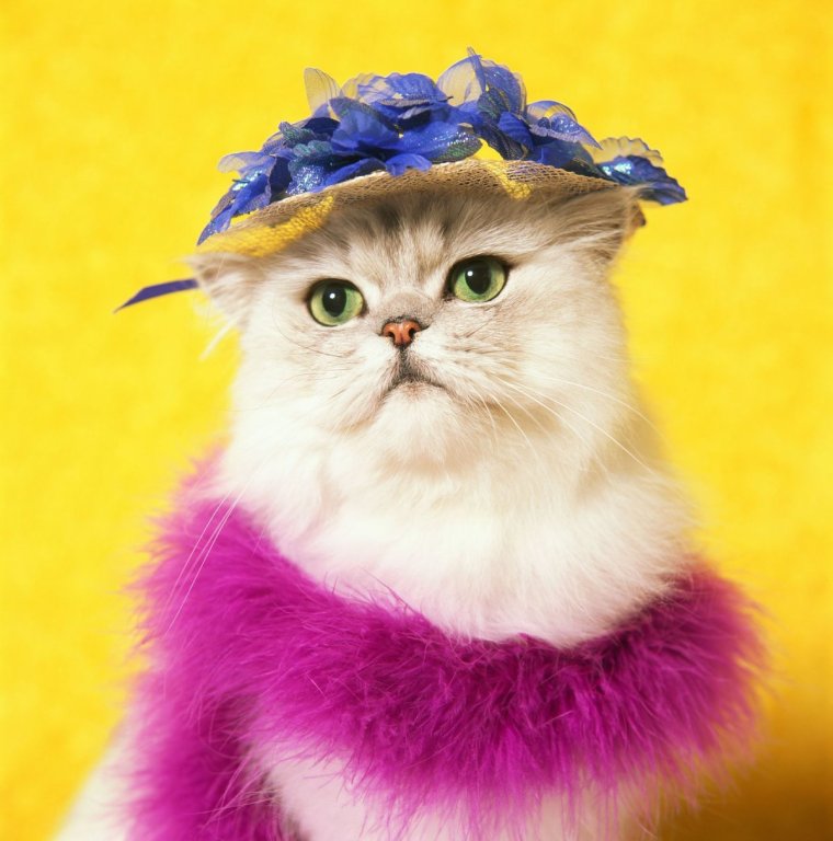 Фото кота Шрека