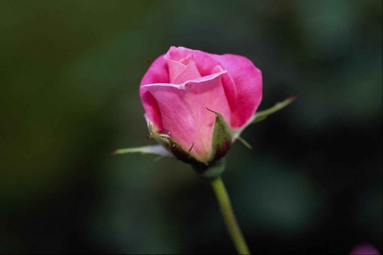 Алексей Долотов художник