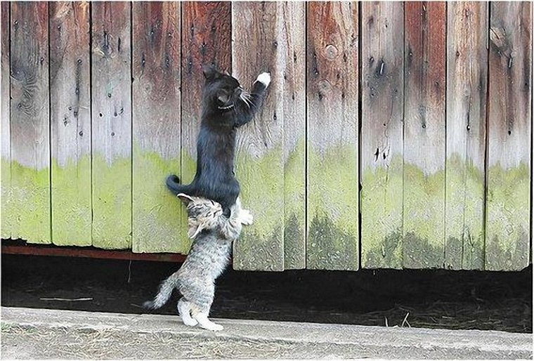 Кот висит на заборе