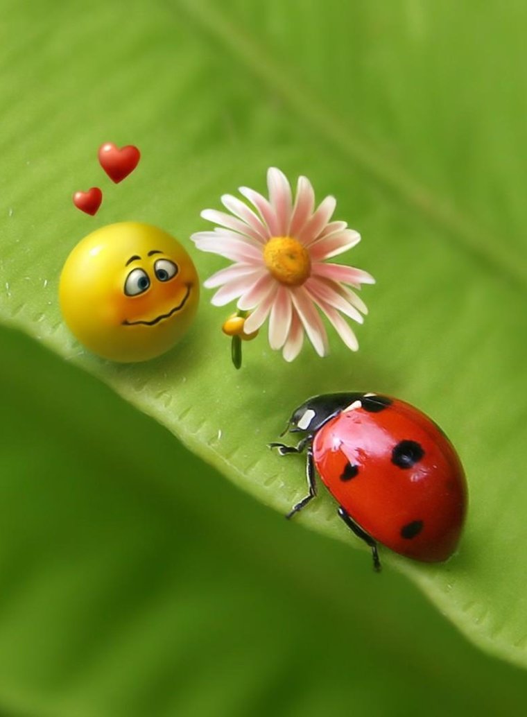 Заставка Божья коровка