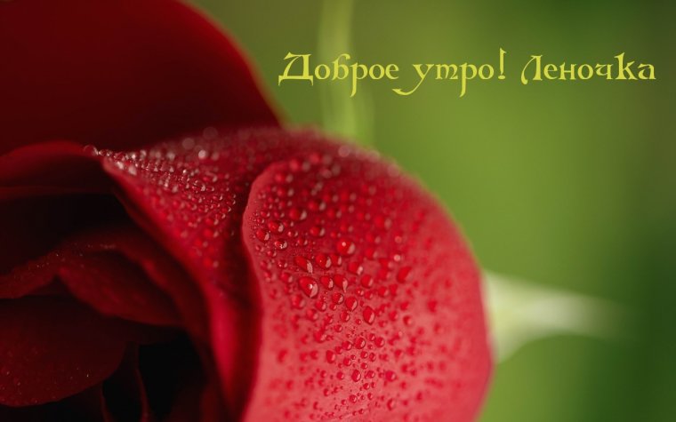 Красная макро роза