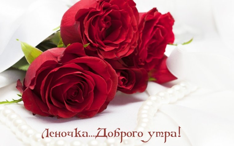 Роза бордовая