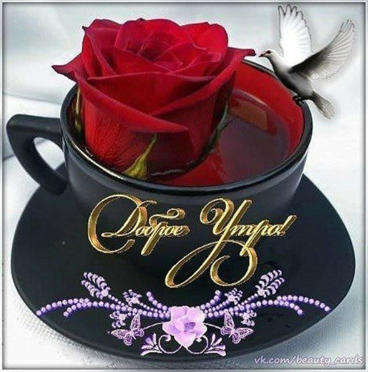 Красивые розы с пожеланиями доброго утра