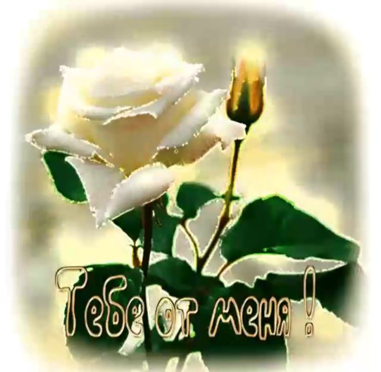 Открытки с добрым утром понедельника с котятами