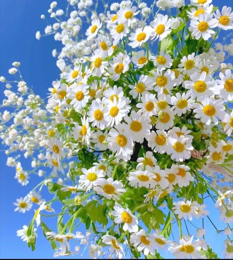 Доброе утро красавица