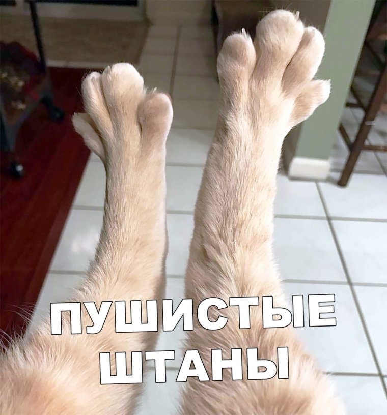 Кошачья лапа