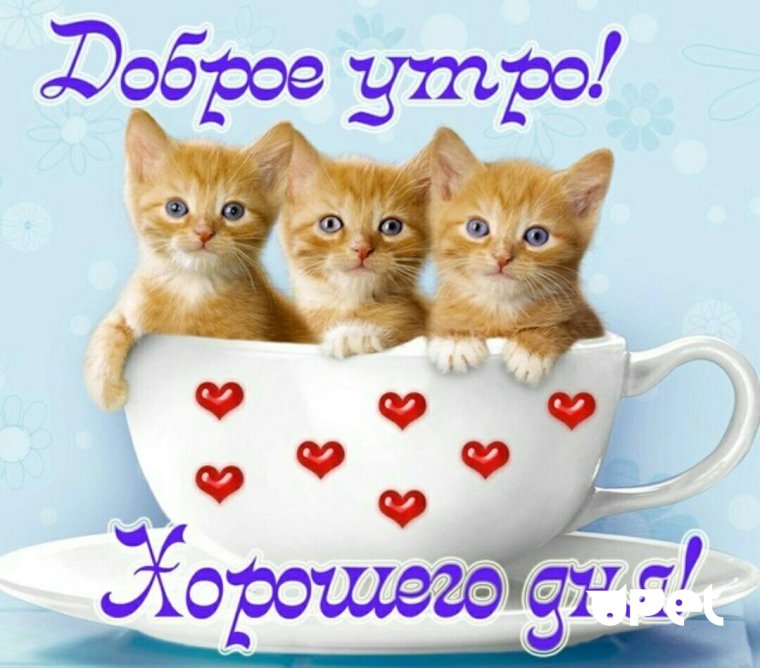 Красивые поздравления с добрым утром