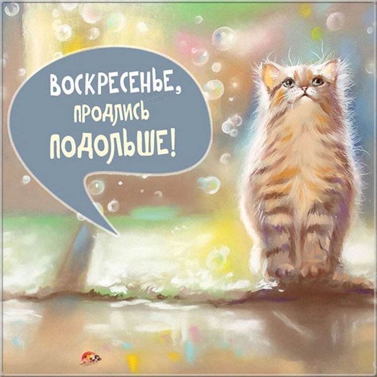 Смешные пожелания хорошего дня