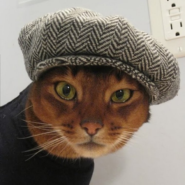 Коты в шапках на аву