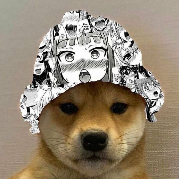 Псина в шапке