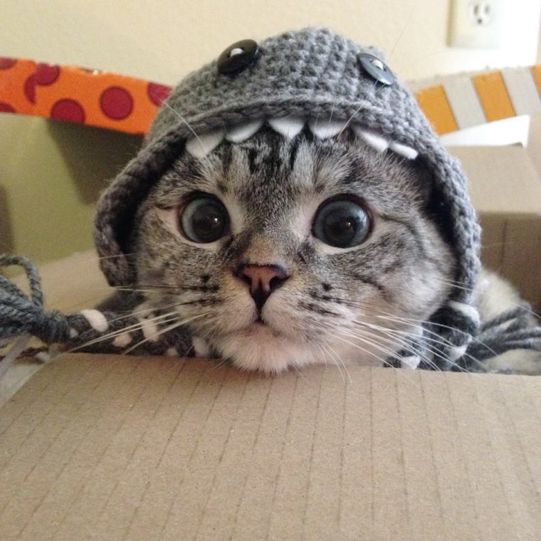 Шапка "котёнок"