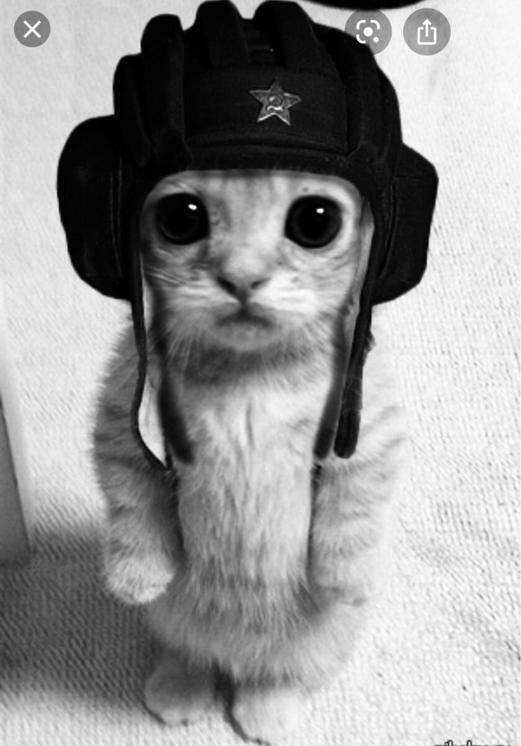 Кот в кепке