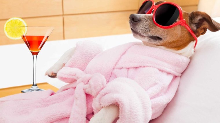 Спа процедуры для животных