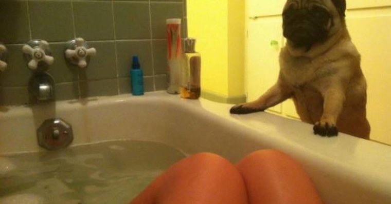 Смешные коты в ванне