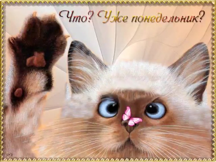 Доброго воскресенья котики