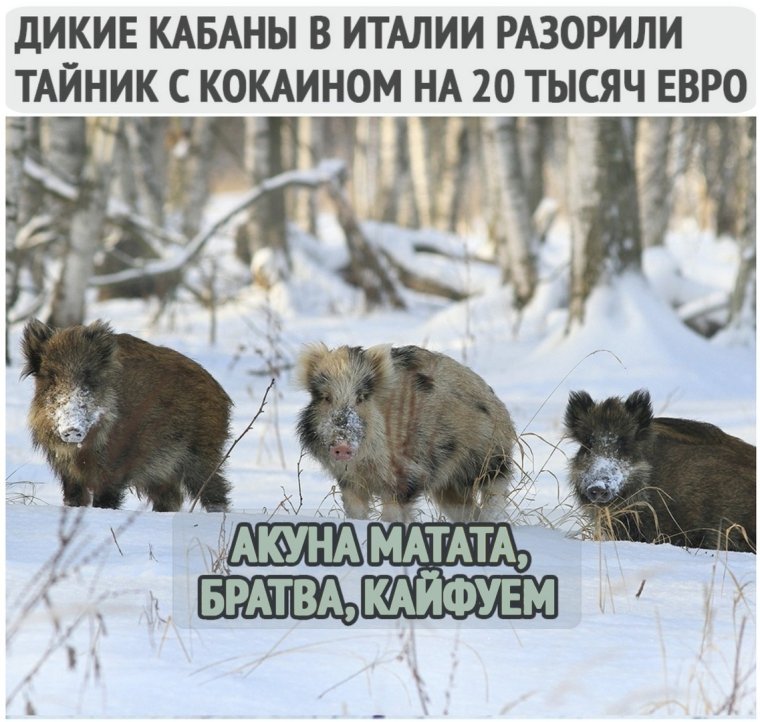 Дикие кабаны в Италии разорили