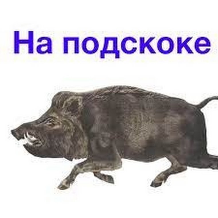 Кабан сидит