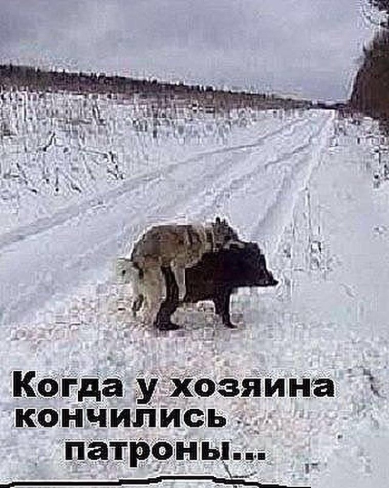 Когда кончились патроны кабан